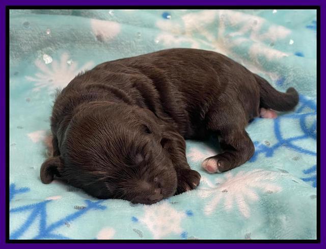 Hunnie Checkers Rebel 1 week old 71