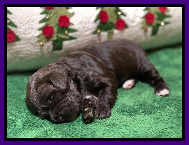 Hunnie Checkers Rebel 2 week old 141