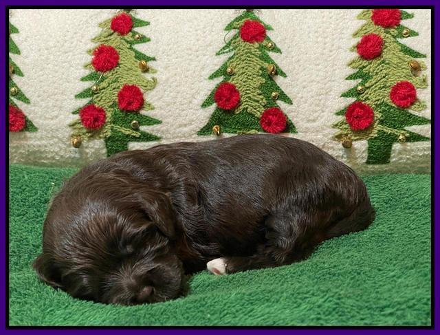 Hunnie Checkers Rebel 2 week old 141