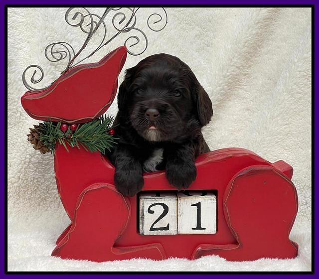 Hunnie Checkers Rebel 3 week old 111