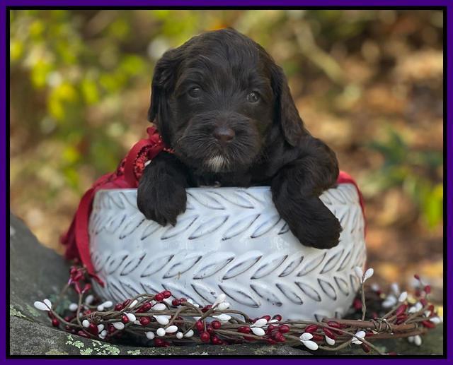 Hunnie Checkers Rebel 4 week old 261