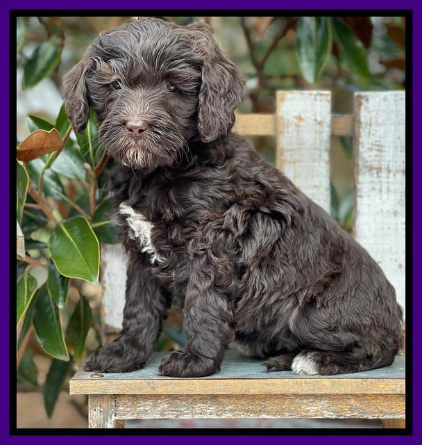 Hunnie Checkers Rebel 6 week old 111