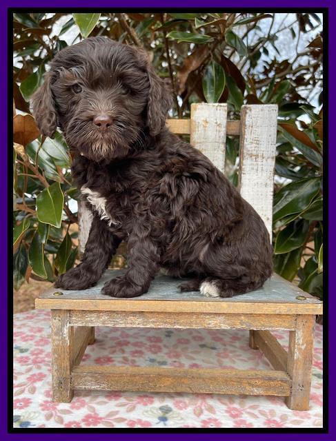 Hunnie Checkers Rebel 6 week old 121