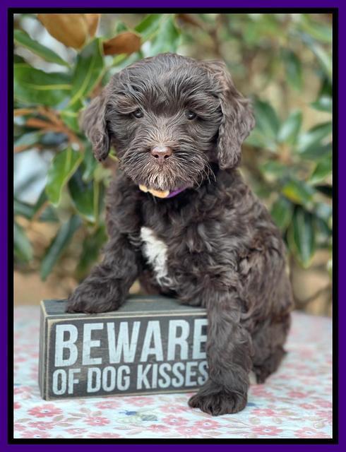 Hunnie Checkers Rebel 6 week old 141