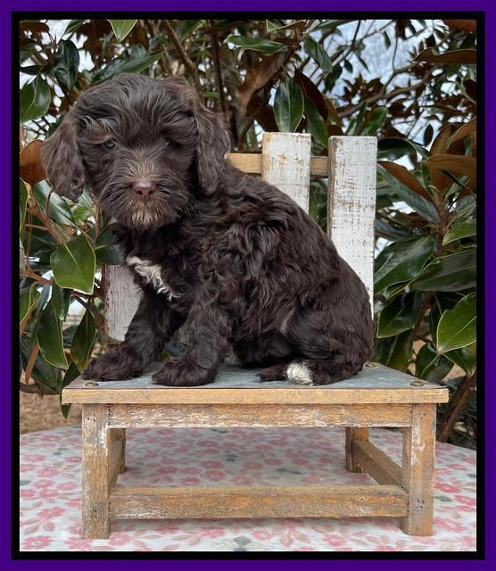 Hunnie Checkers Rebel 6 week old 151