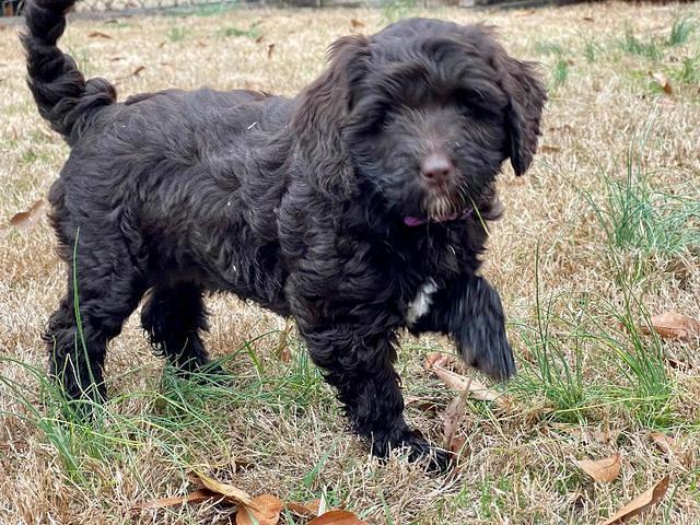 Hunnie Checkers Rebel 7 week old 131