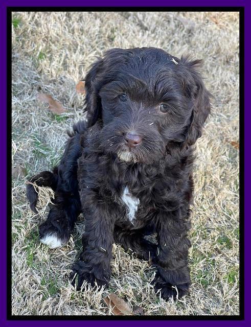 Hunnie Checkers Rebel 7 week old 141