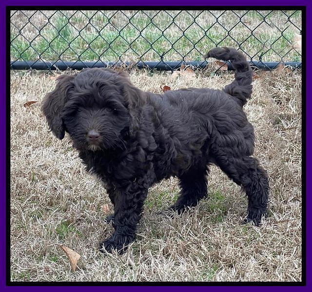 Hunnie Checkers Rebel 7 week old 151