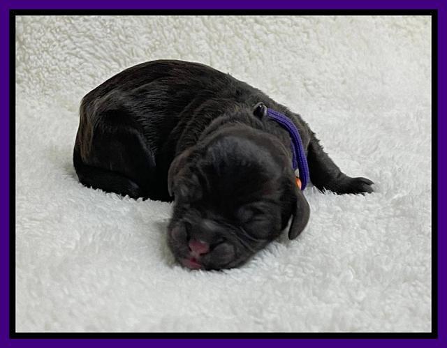 Hunnie Checkers Rebel Newborn 1 10