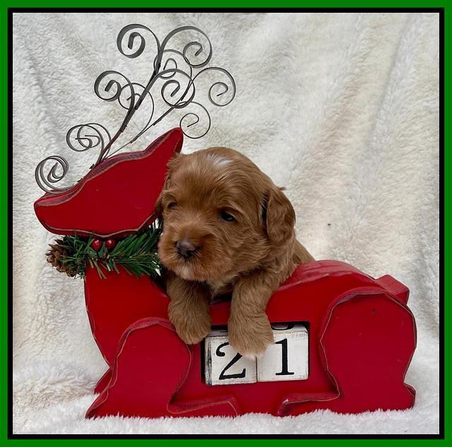 Hunnie Checkers Rebel 3 week old 151