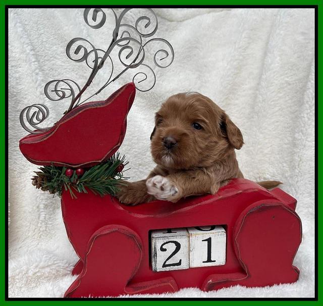 Hunnie Checkers Rebel 3 week old 161