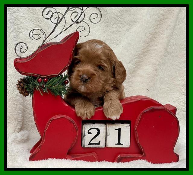 Hunnie Checkers Rebel 3 week old 171
