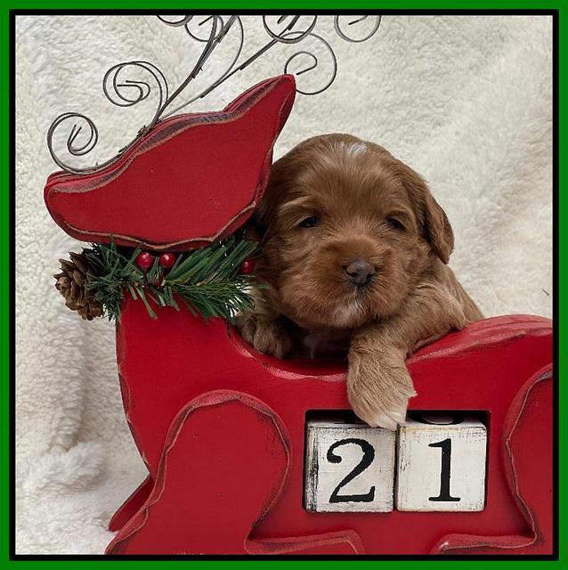 Hunnie Checkers Rebel 3 week old 181
