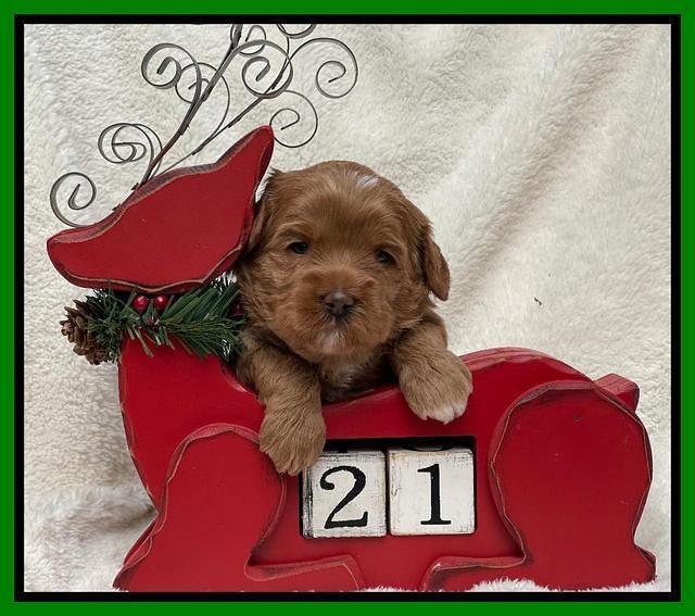 Hunnie Checkers Rebel 3 week old 191