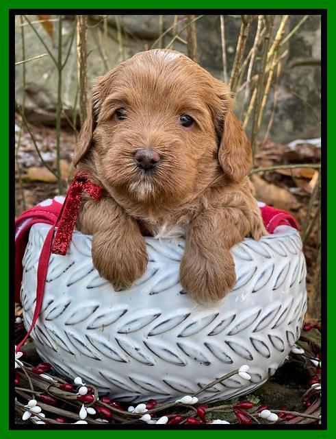 Hunnie Checkers Rebel 4 week old 101