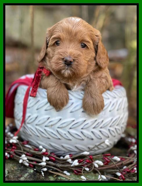 Hunnie Checkers Rebel 4 week old 111