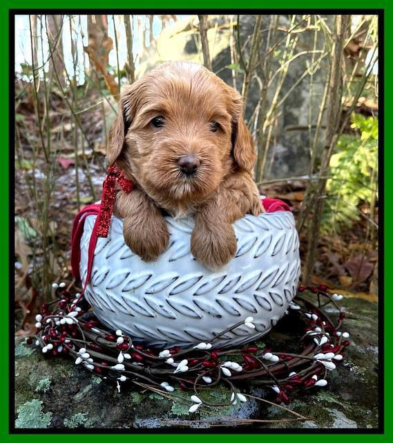 Hunnie Checkers Rebel 4 week old 91