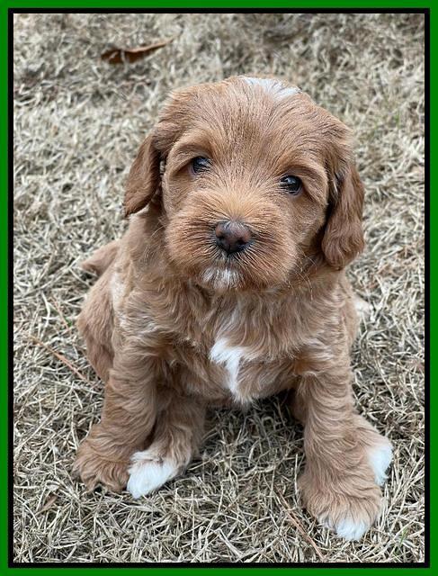 Hunnie Checkers Rebel 5 week old 161