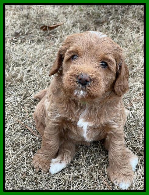 Hunnie Checkers Rebel 5 week old 171