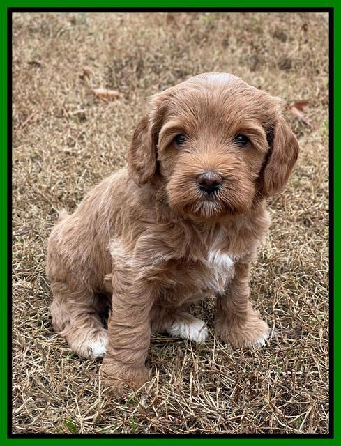 Hunnie Checkers Rebel 5 week old 191