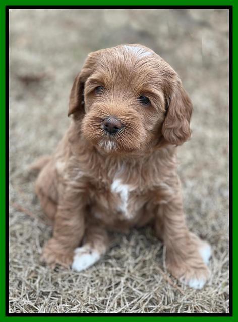 Hunnie Checkers Rebel 5 week old 201