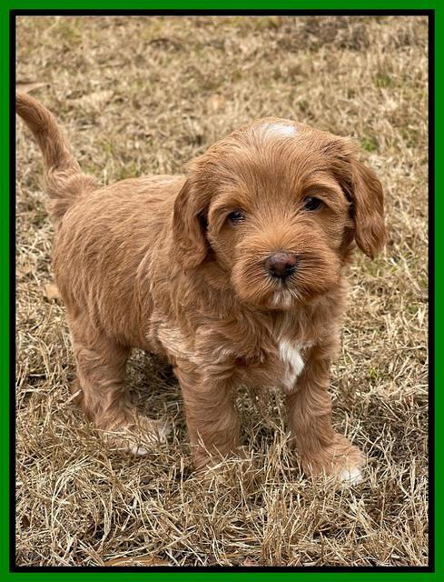 Hunnie Checkers Rebel 5 week old 211