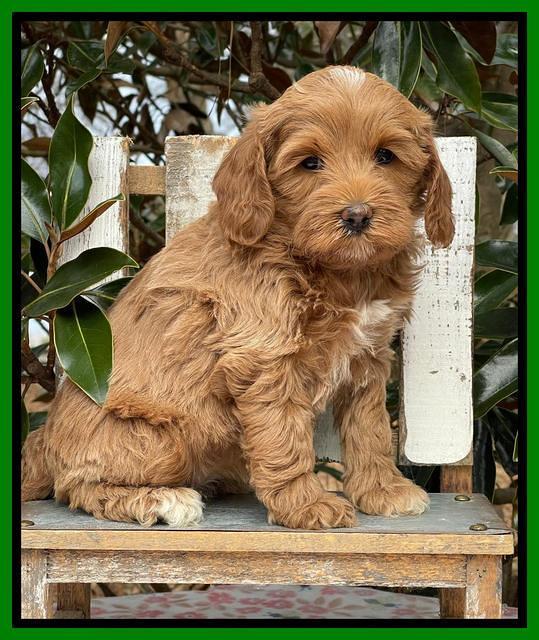Hunnie Checkers Rebel 6 week old 181