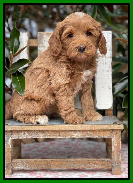 Hunnie Checkers Rebel 6 week old 201