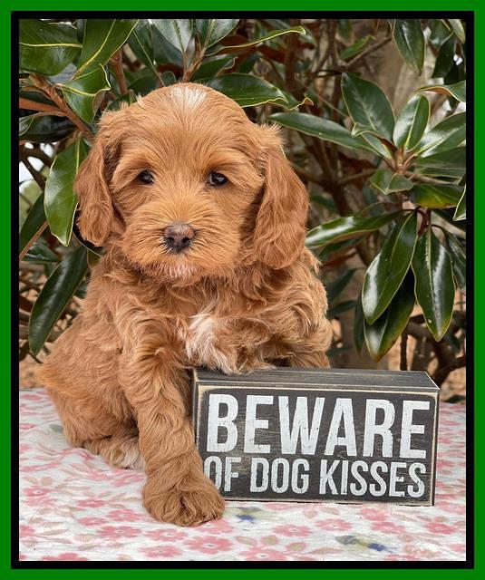 Hunnie Checkers Rebel 6 week old 221