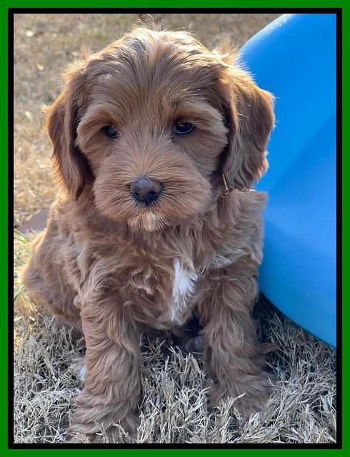 Hunnie Checkers Rebel 7 week old 171
