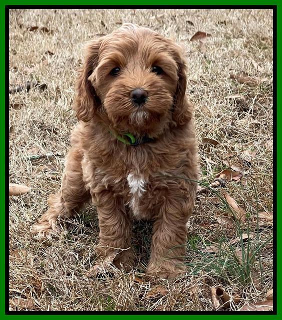 Hunnie Checkers Rebel 7 week old 191