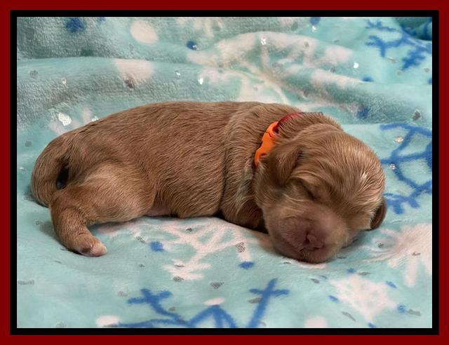 Hunnie Checkers Rebel 1 week old 131