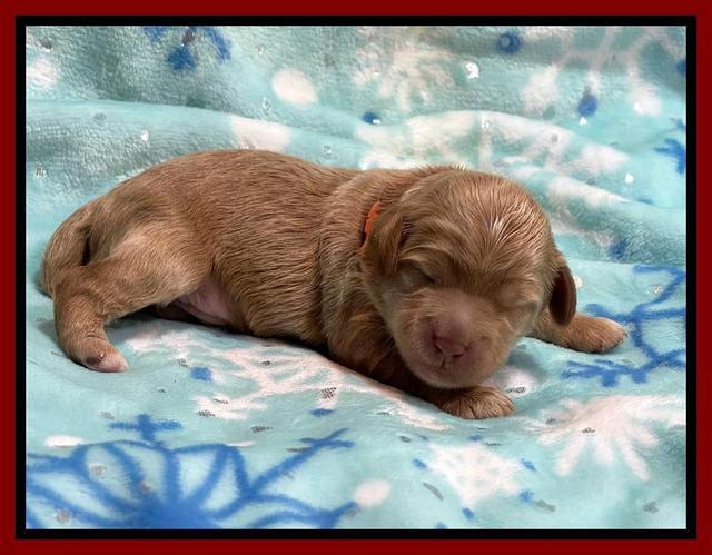 Hunnie Checkers Rebel 1 week old 141