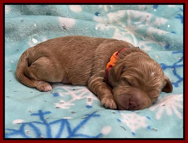 Hunnie Checkers Rebel 1 week old 151