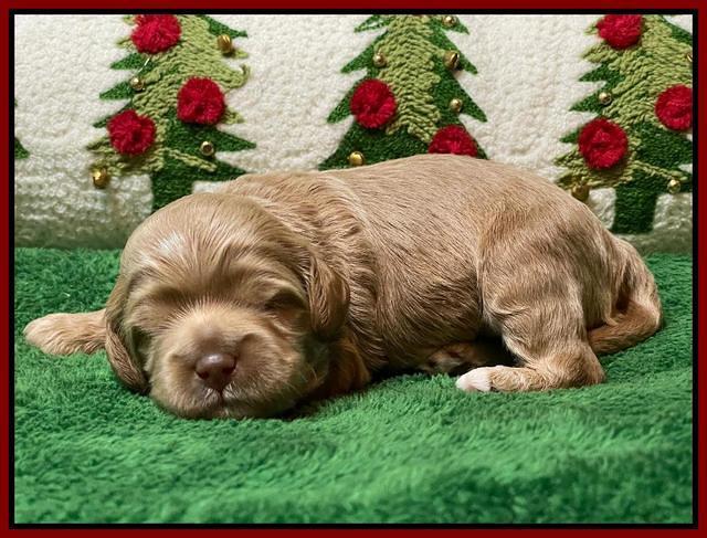 Hunnie Checkers Rebel 2 week old 191