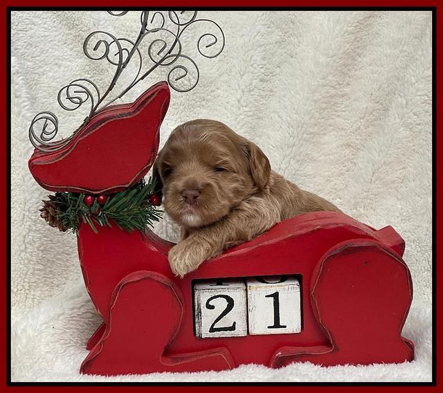 Hunnie Checkers Rebel 3 week old 241