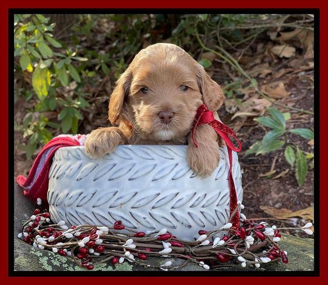 Hunnie Checkers Rebel 4 week old 301