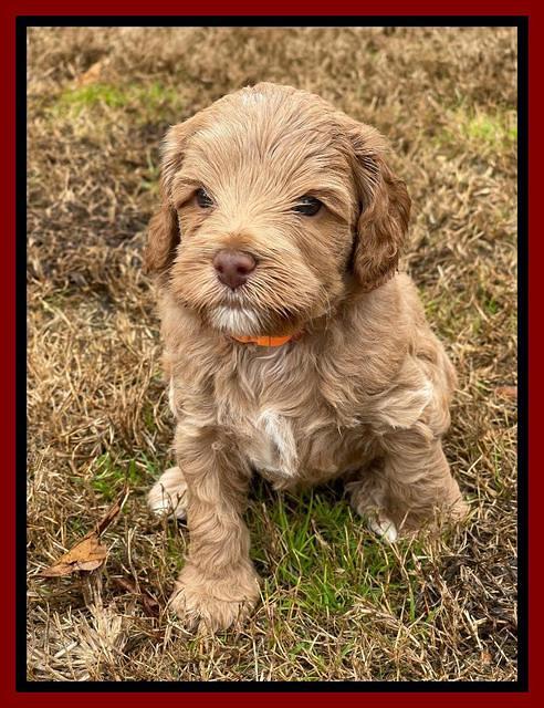 Hunnie Checkers Rebel 5 week old 221