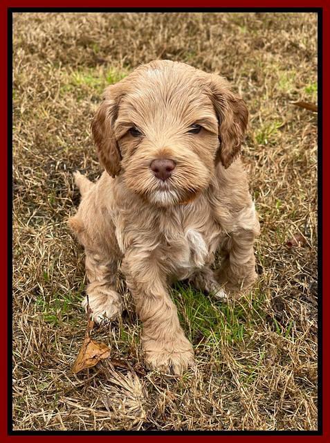 Hunnie Checkers Rebel 5 week old 251