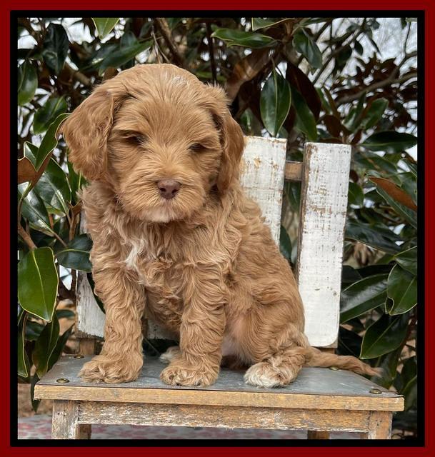 Hunnie Checkers Rebel 6 week old 231