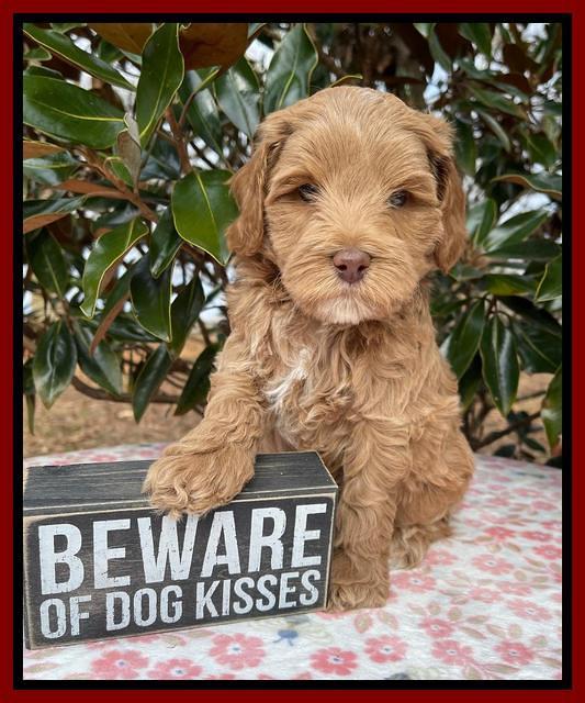 Hunnie Checkers Rebel 6 week old 271