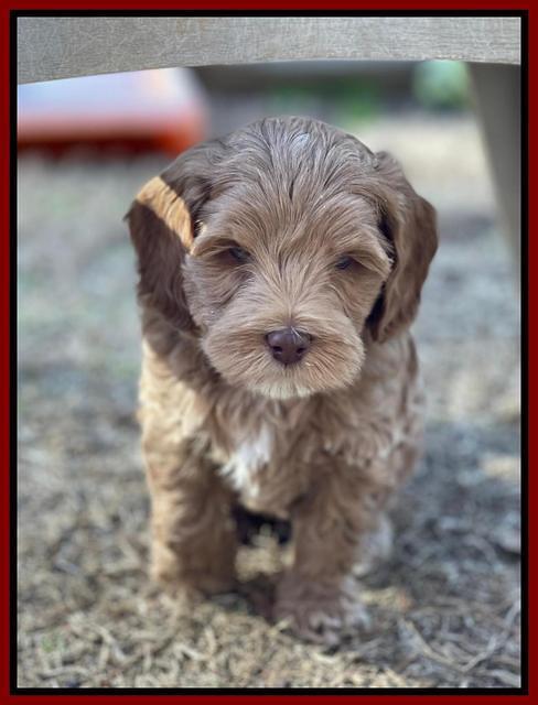 Hunnie Checkers Rebel 7 week old 271