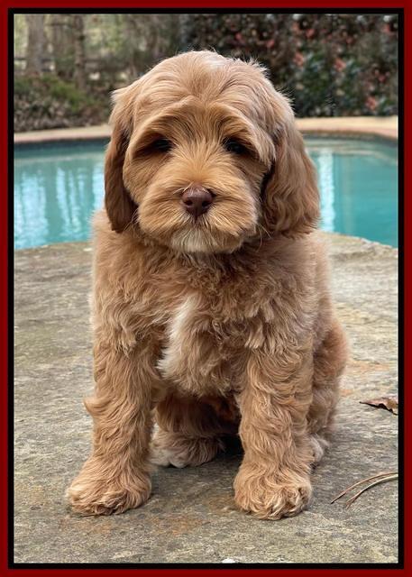 Hunnie Checkers Rebel 8 week old 101