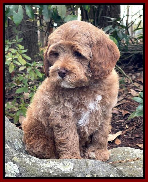 Hunnie Checkers Rebel 8 week old 131