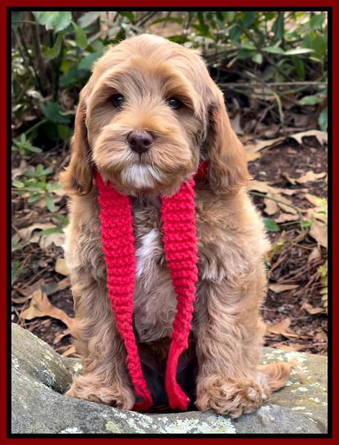 Hunnie Checkers Rebel 8 week old 61