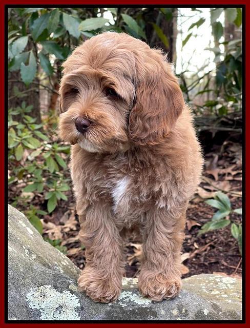 Hunnie Checkers Rebel 8 week old 81