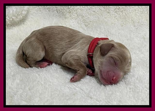 Hunnie Checkers Rebel Newborn 1 17