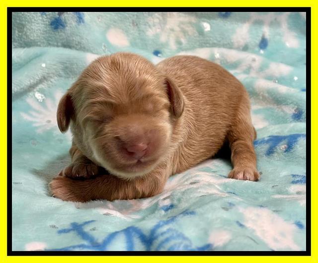Hunnie Checkers Rebel 1 week old 171