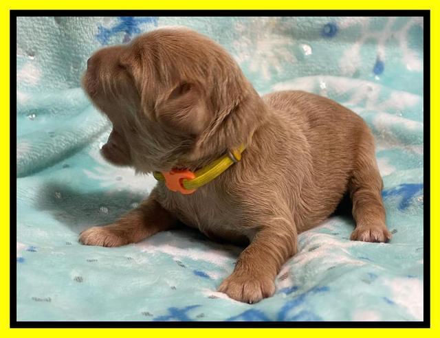 Hunnie Checkers Rebel 1 week old 181
