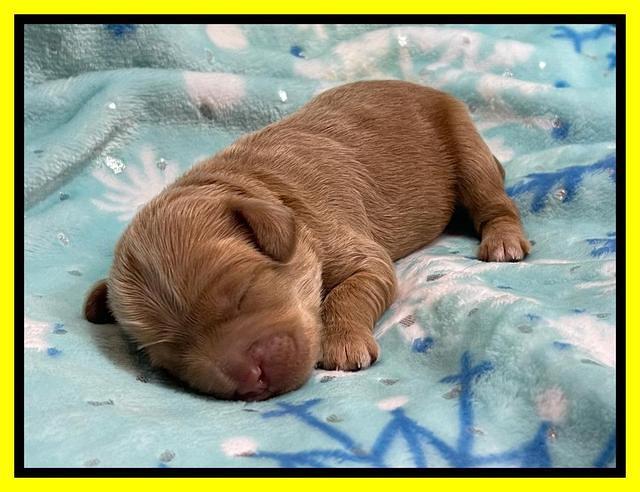 Hunnie Checkers Rebel 1 week old 191